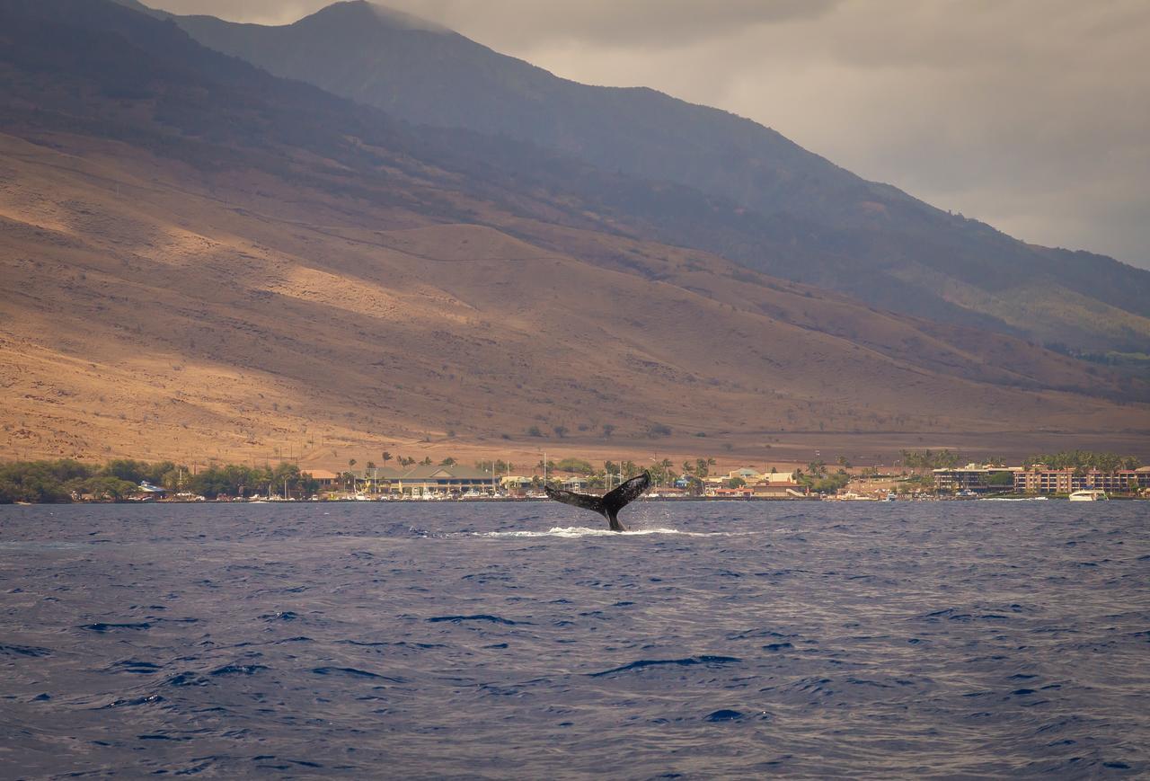 Central Maui Hostel Wailuku Экстерьер фото