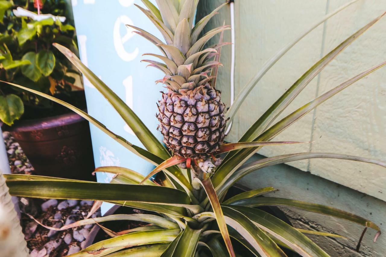 Central Maui Hostel Wailuku Экстерьер фото